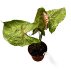 Syngonium Strawberry Ice