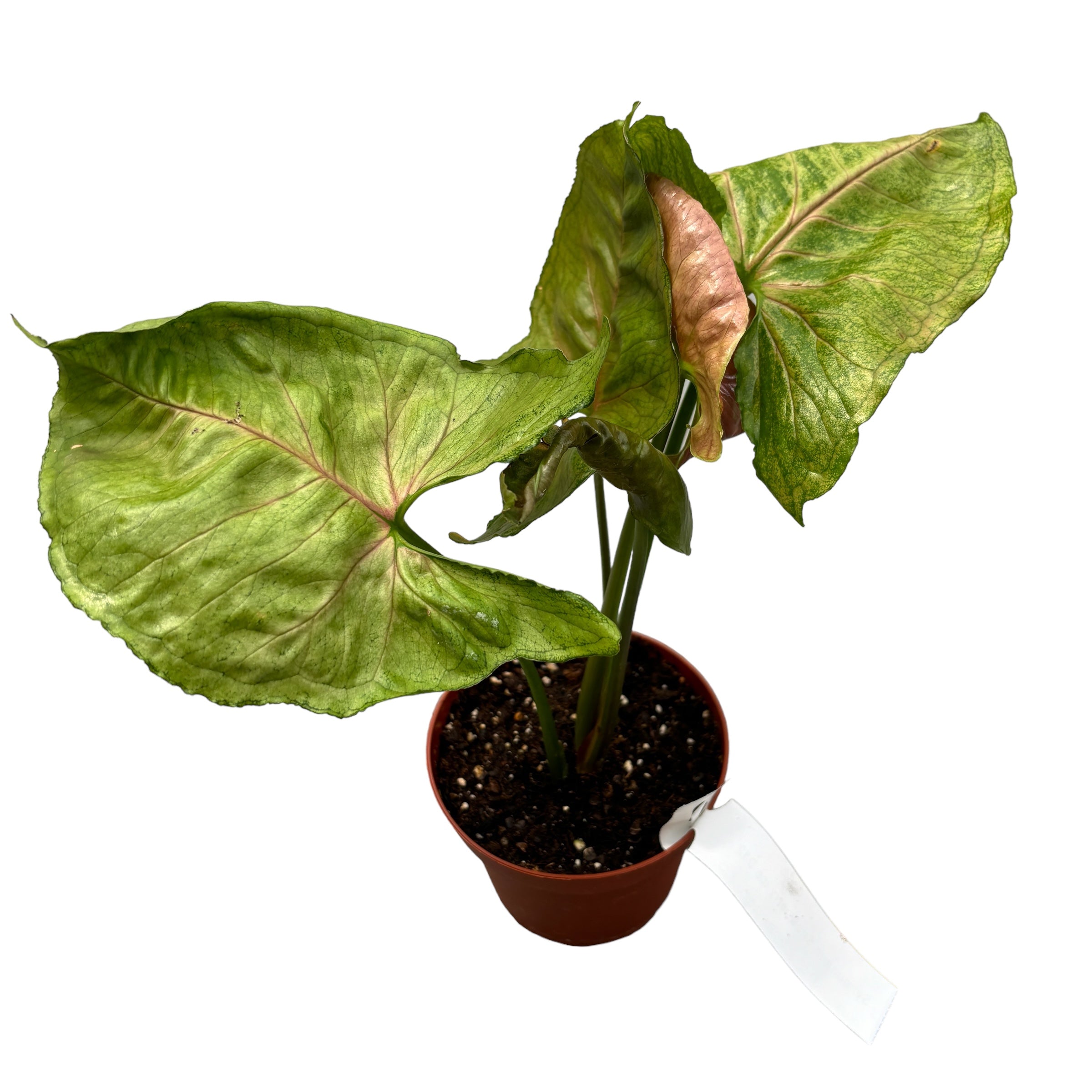 Syngonium Strawberry Ice