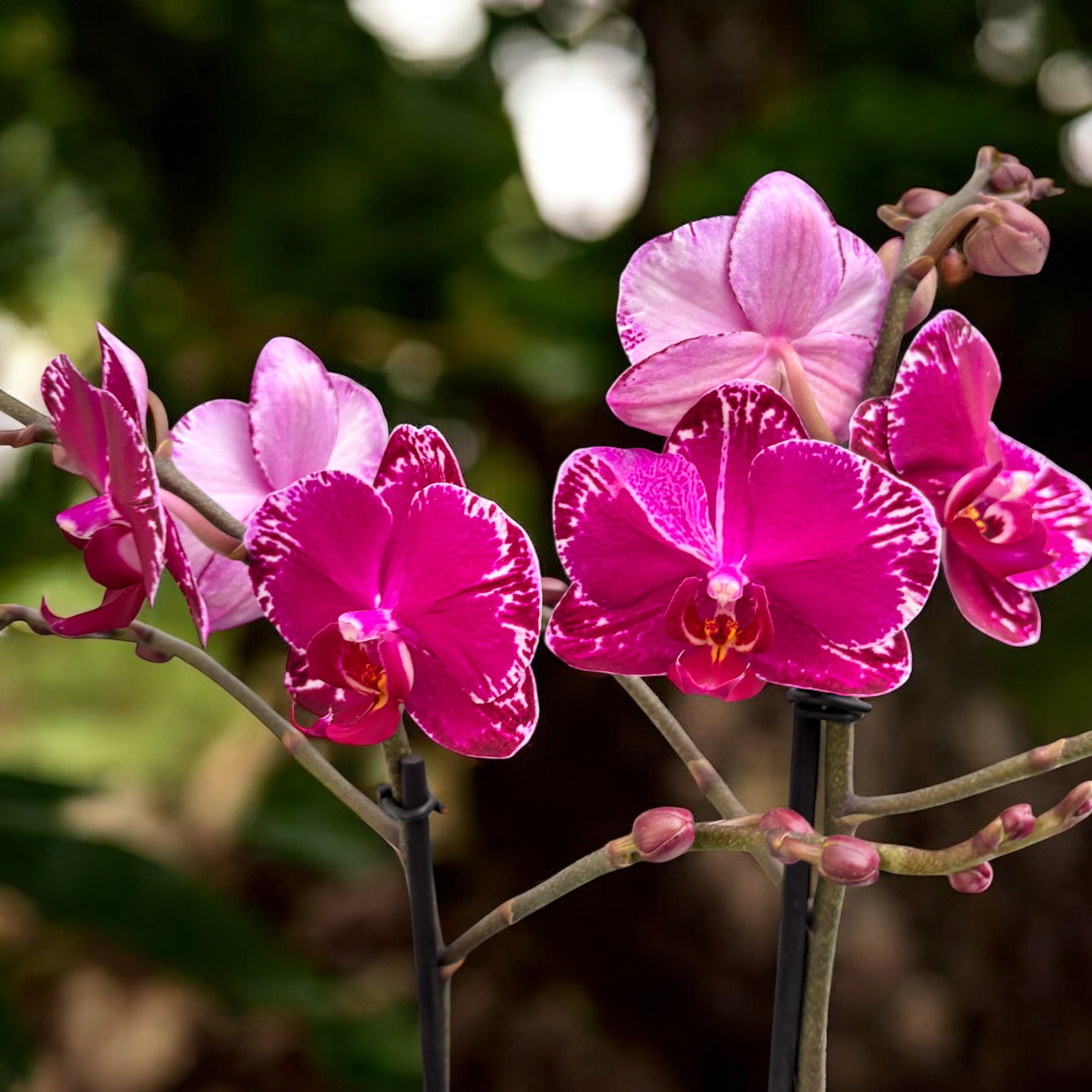 Phalaenopsis Violino Asiatico