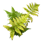 Garden Fern - Dryopteris erythrosora (Autumn Fern, Japanese Wood Fern)