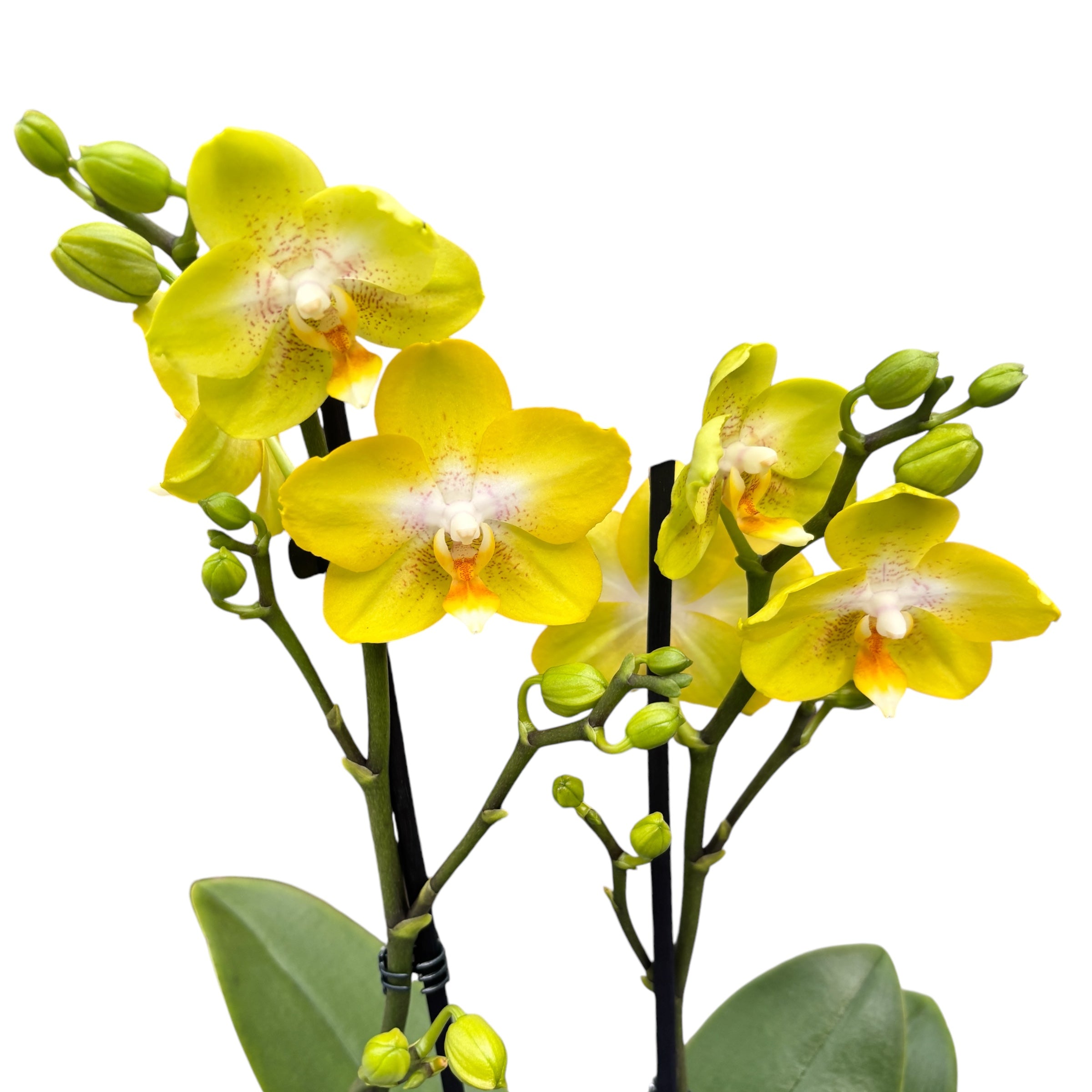 Phalaenopsis Sogo Pride (Yellowcup, Arezzo) fragrant