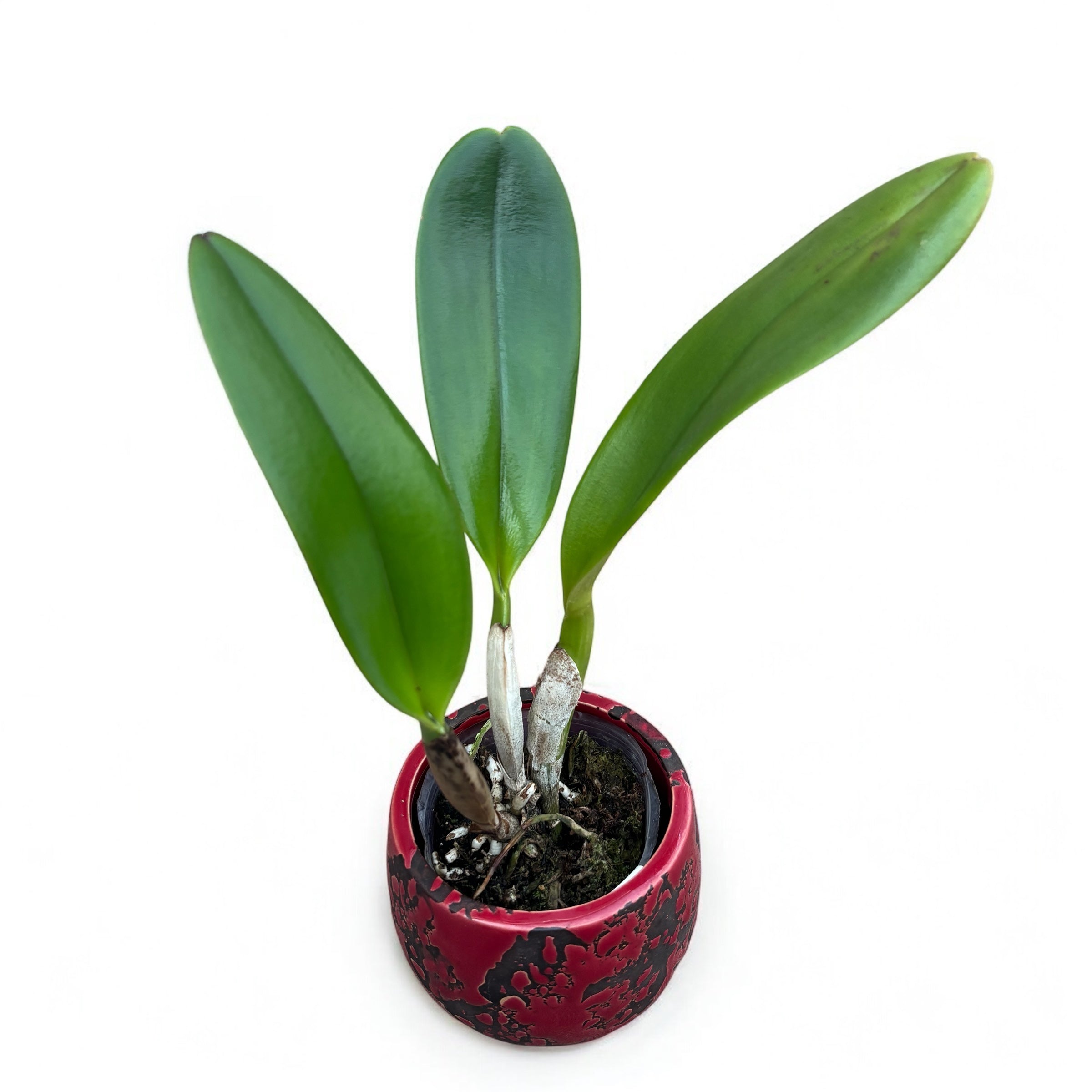 Rlc. Chialin Victor - flori parfumate