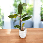 Hoya cinnamomifolia var. purpureofusca (Hoya purpureofusca) - flori parfumate