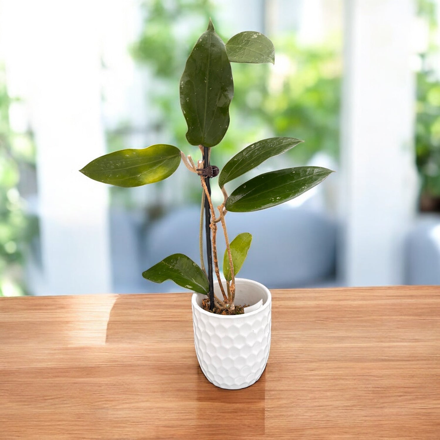 Hoya cinnamomifolia var. purpureofusca (Hoya purpureofusca) - flori parfumate