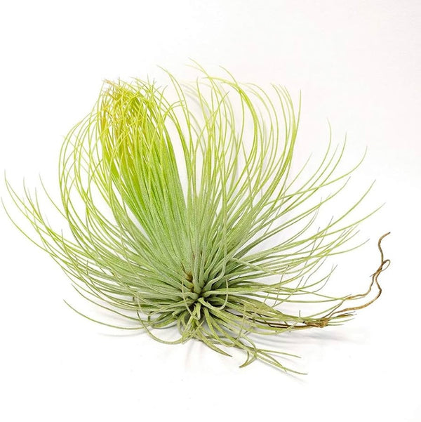 Tillandsia Andreana (planta aeriana)