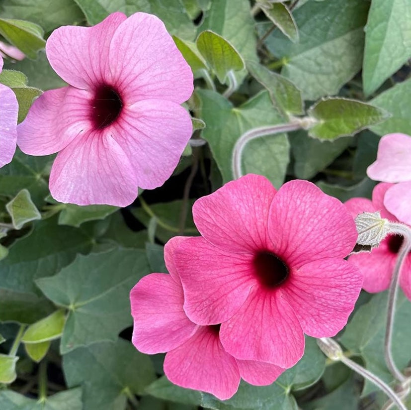Thunbergia alata ‘Rosa Sensation’ (Suzana cu ochi negri)
