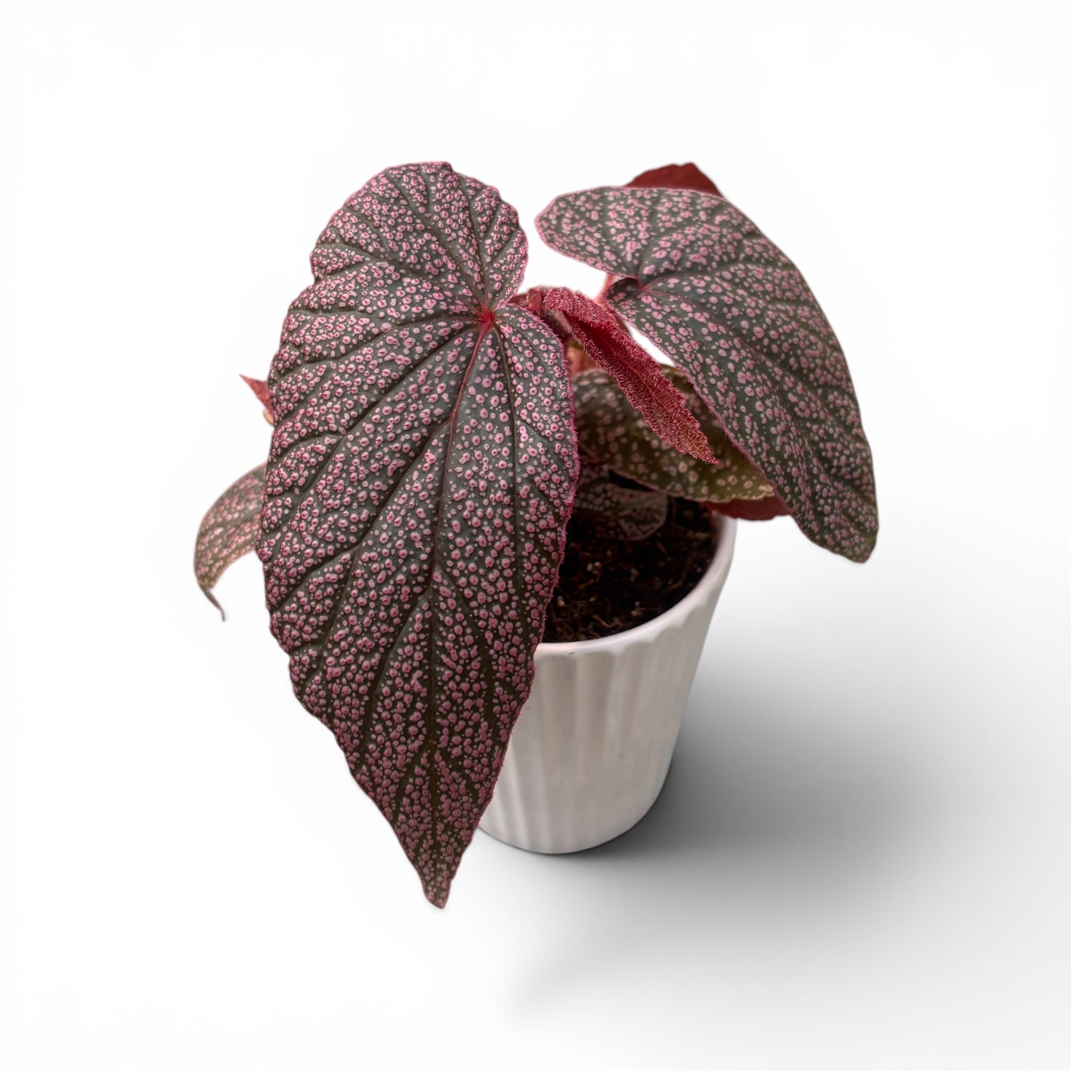 Begonia 'Maurice Amey'