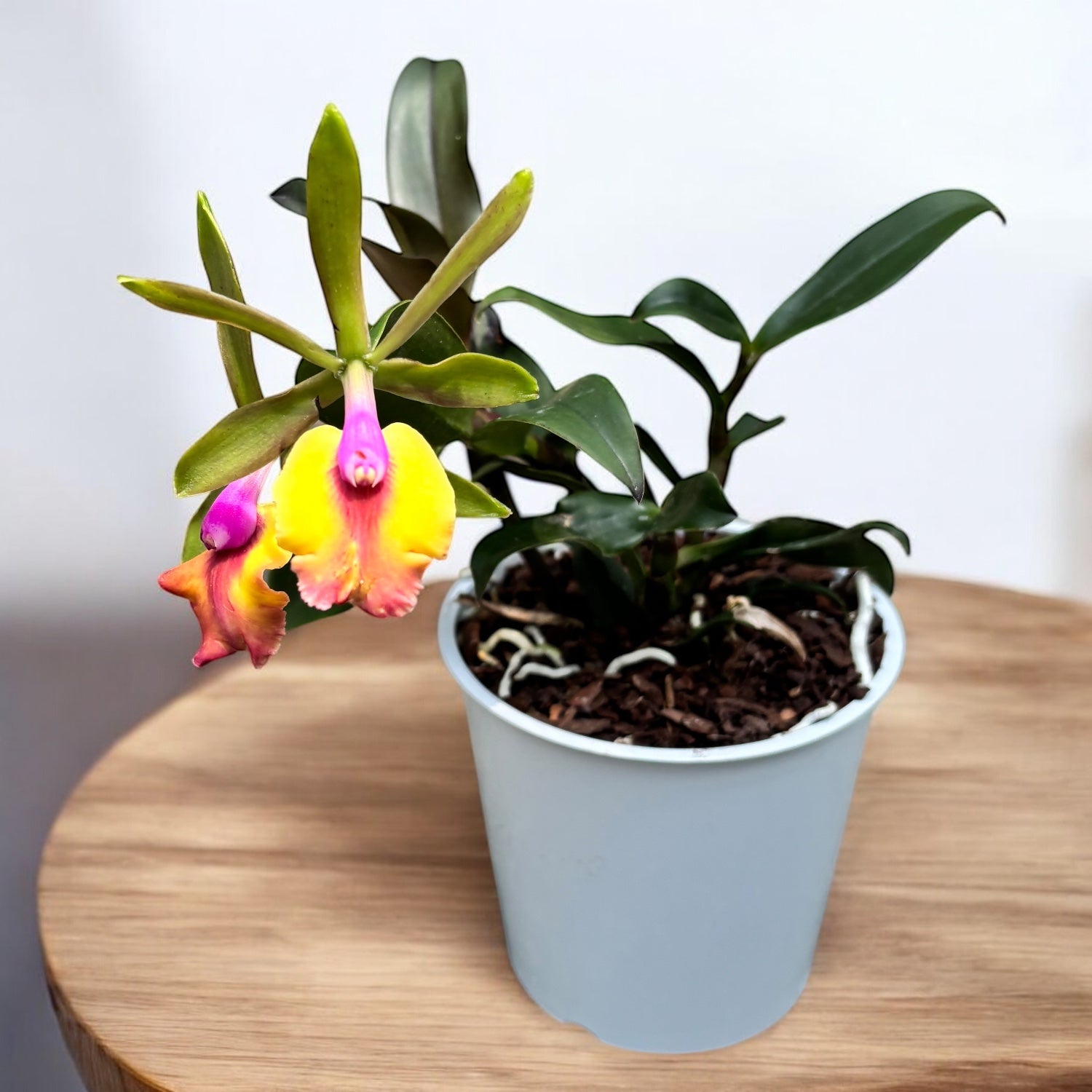 Epicattleya Cacilda Pereira (Epicattleya René Marqués × Cattleya schilleriana) - parfumata