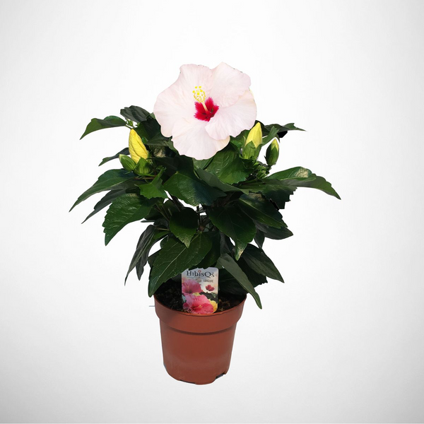 Hibiscus 'Adonicus Pearl'- flori XL (2 plante/ghiveci)