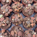 Lithops mini mix ("living stones")