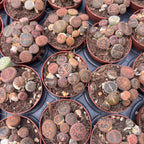 Lithops mini mix ("living stones")