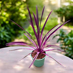 Cordyline australis ‘Pink Passion’ - cordiline cu frunze roz-fuchsia