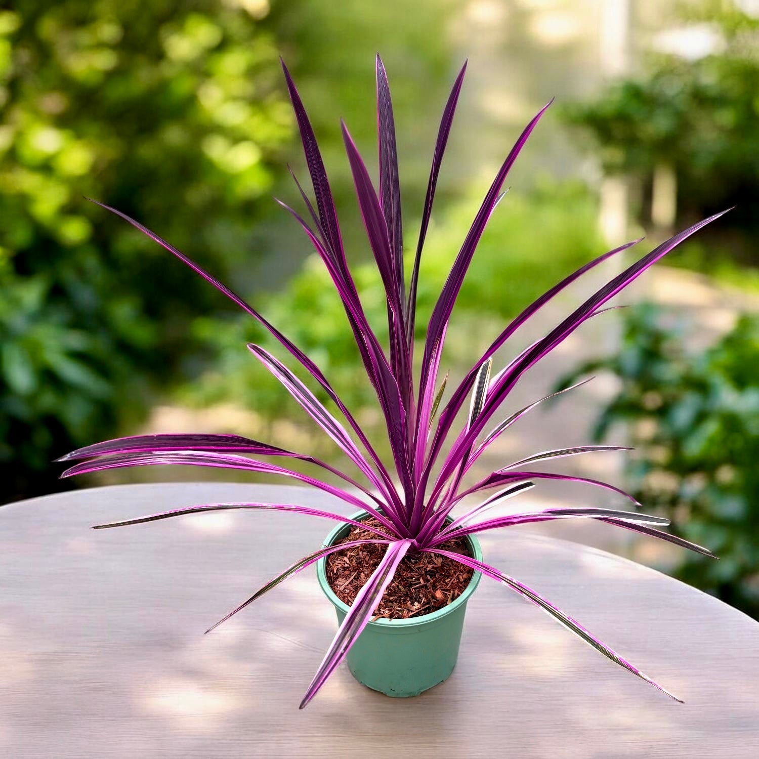 Cordyline australis ‘Pink Passion’ - cordiline cu frunze roz-fuchsia