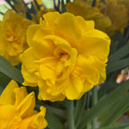 Narcise galbene cu floare mare dubla - Narcissus 'Double Gold Medal' (3-4 bulbi/ghiveci)