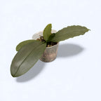 Phalaenopsis deliciosa