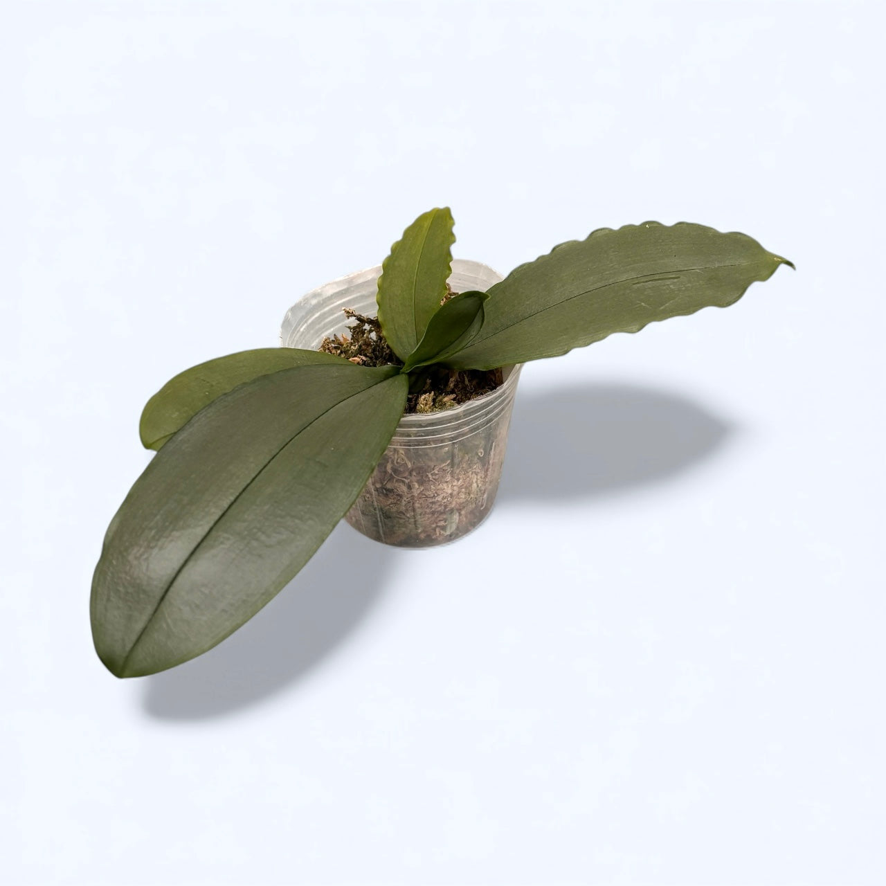 Phalaenopsis deliciosa