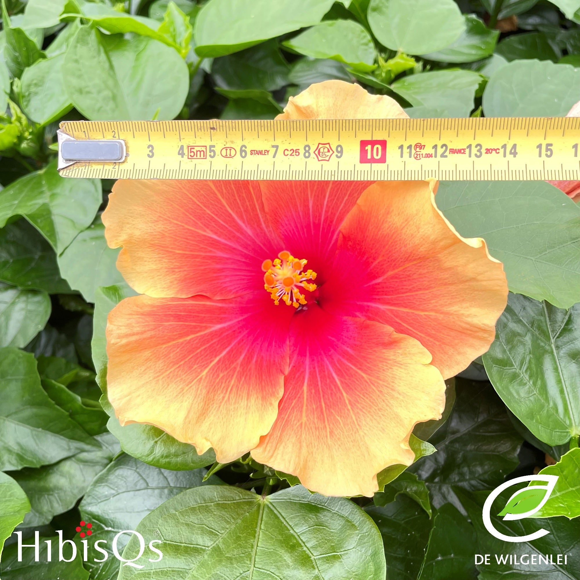 Hibiscus rosa-sinensis 'Apollo Sunrise' - tropical hibiscus with golden-yellow flowers and a red center