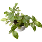 Tradescantia 'Yellow Hill' piantina giovane