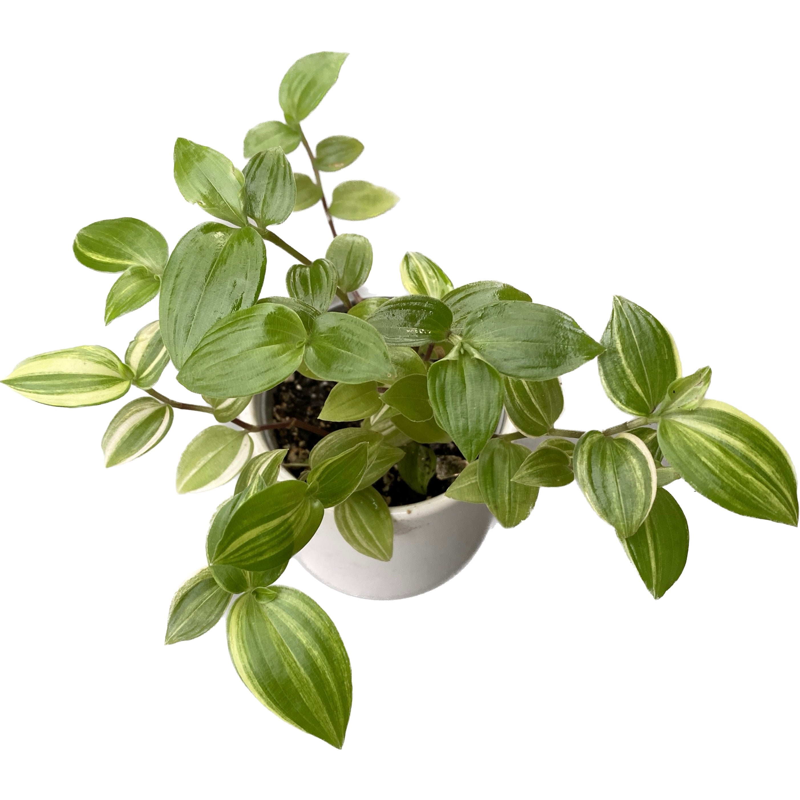 Tradescantia 'Yellow Hill' babyplant