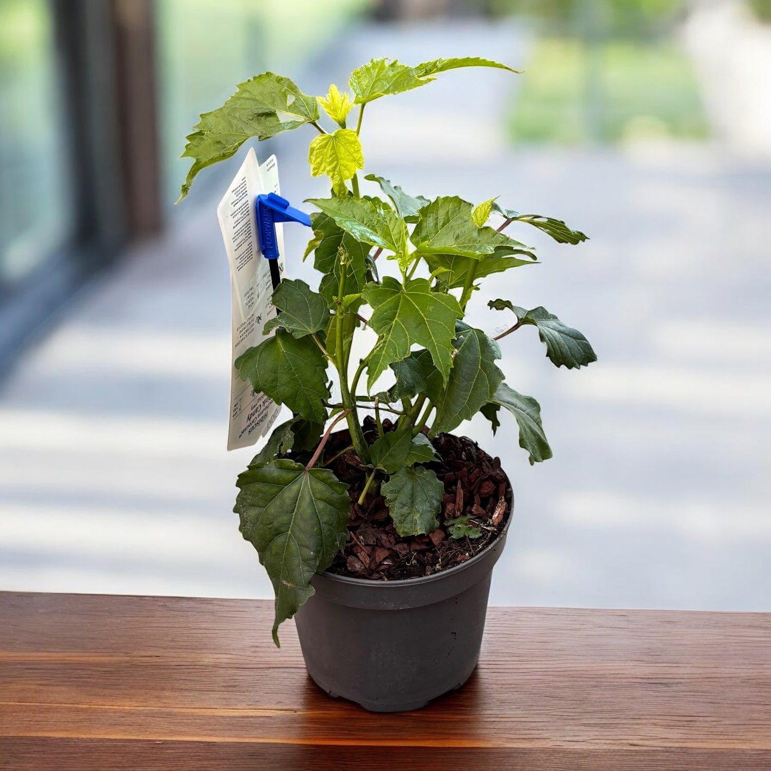 Hibiscus moscheutos Carousel ‘Pink Candy’  - hibiscus de gradina cu flori roz uriase
