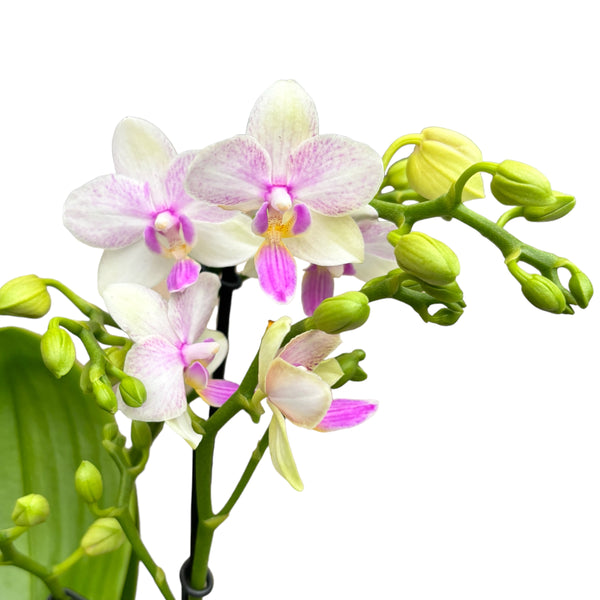 Phalaenopsis Blossom Bliss