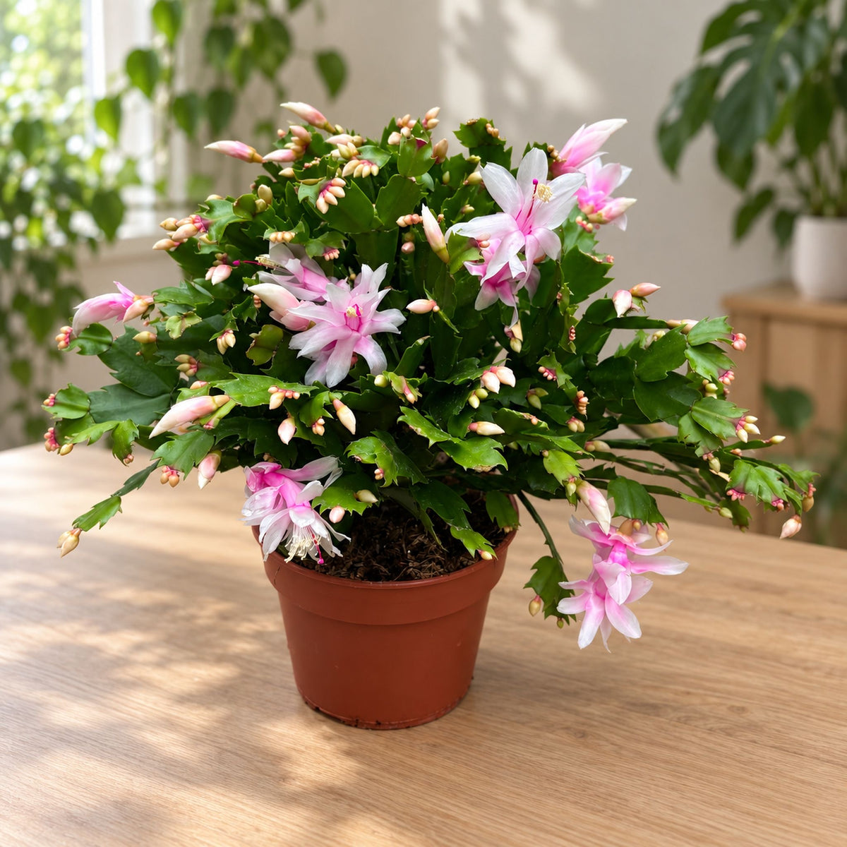 Schlumbergera alba "White" - primerki XL