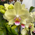 Phalaenopsis Lena