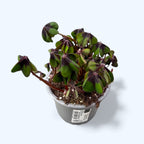 Oxalis deppei – šťastná ďatelina s dvojfarebnými listami