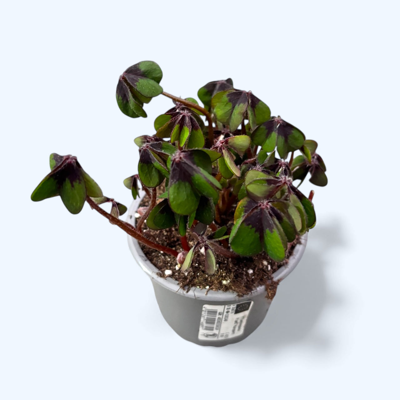 Oxalis deppei – trifoiul norocos cu frunzis bicolor