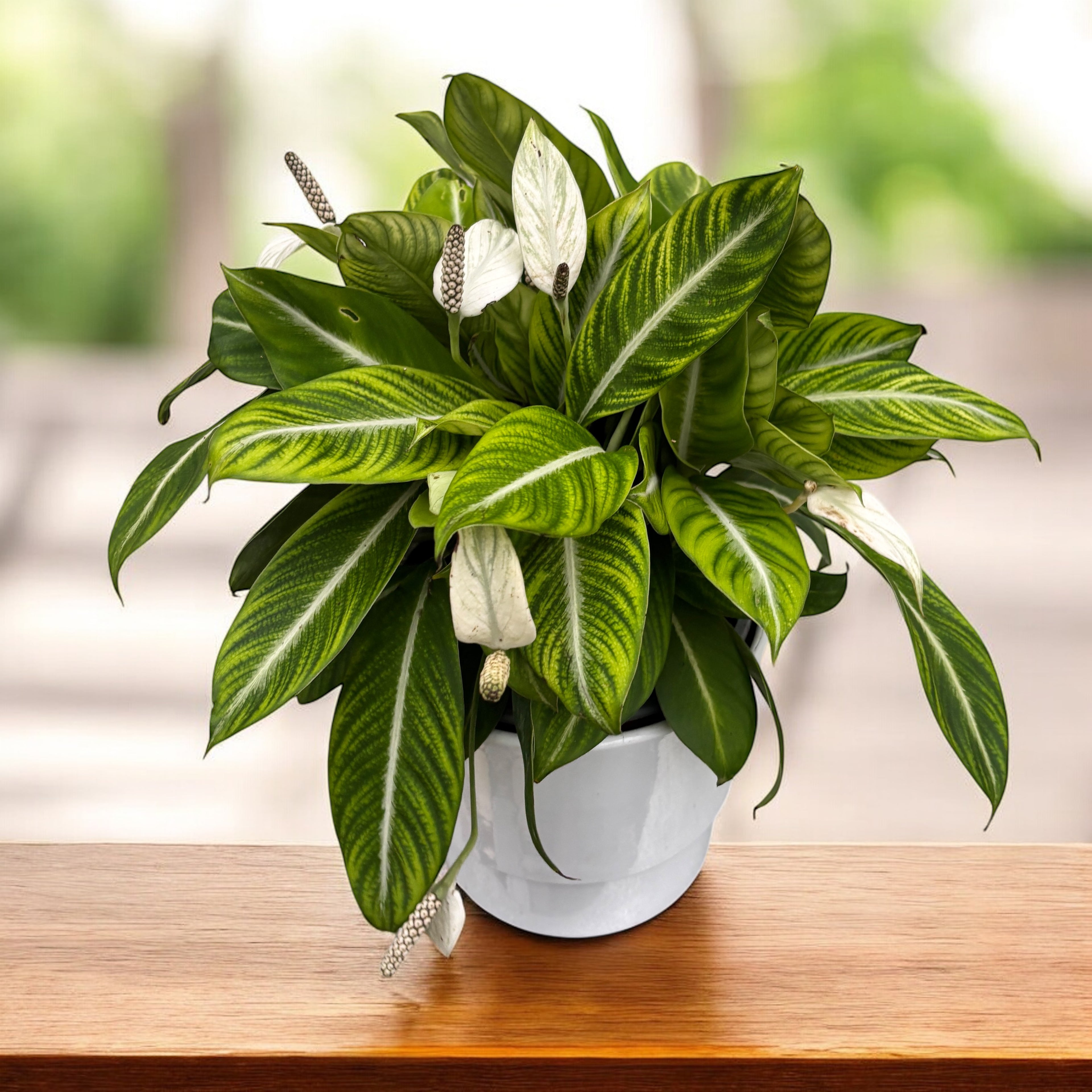 peace lily silver Spathiphyllum 'Silver Streak'