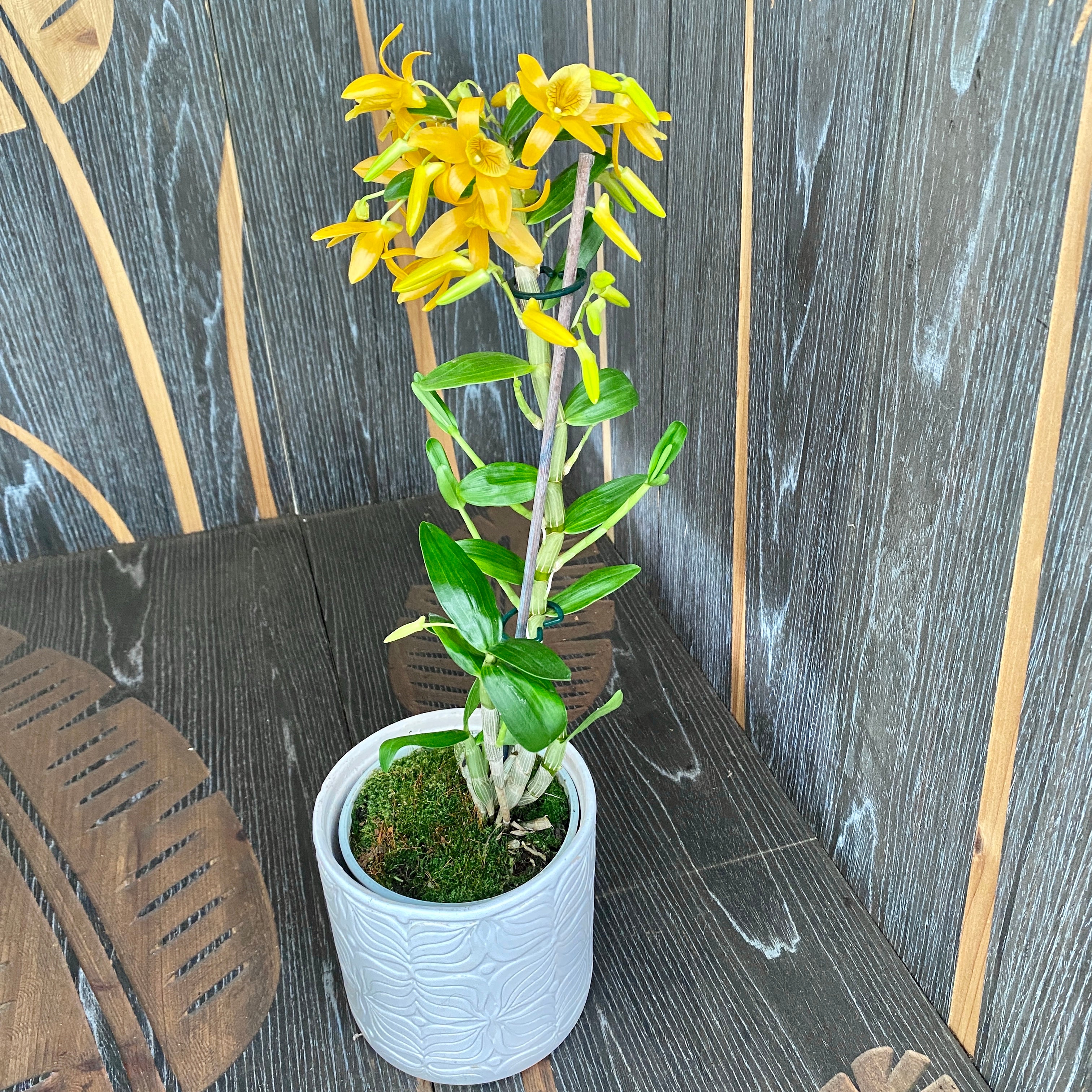 Dendrobium Stardust 'Firebird' - orange, leicht duftend