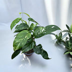 Epipremnum Pinnatum tarka 3 növény/cserép