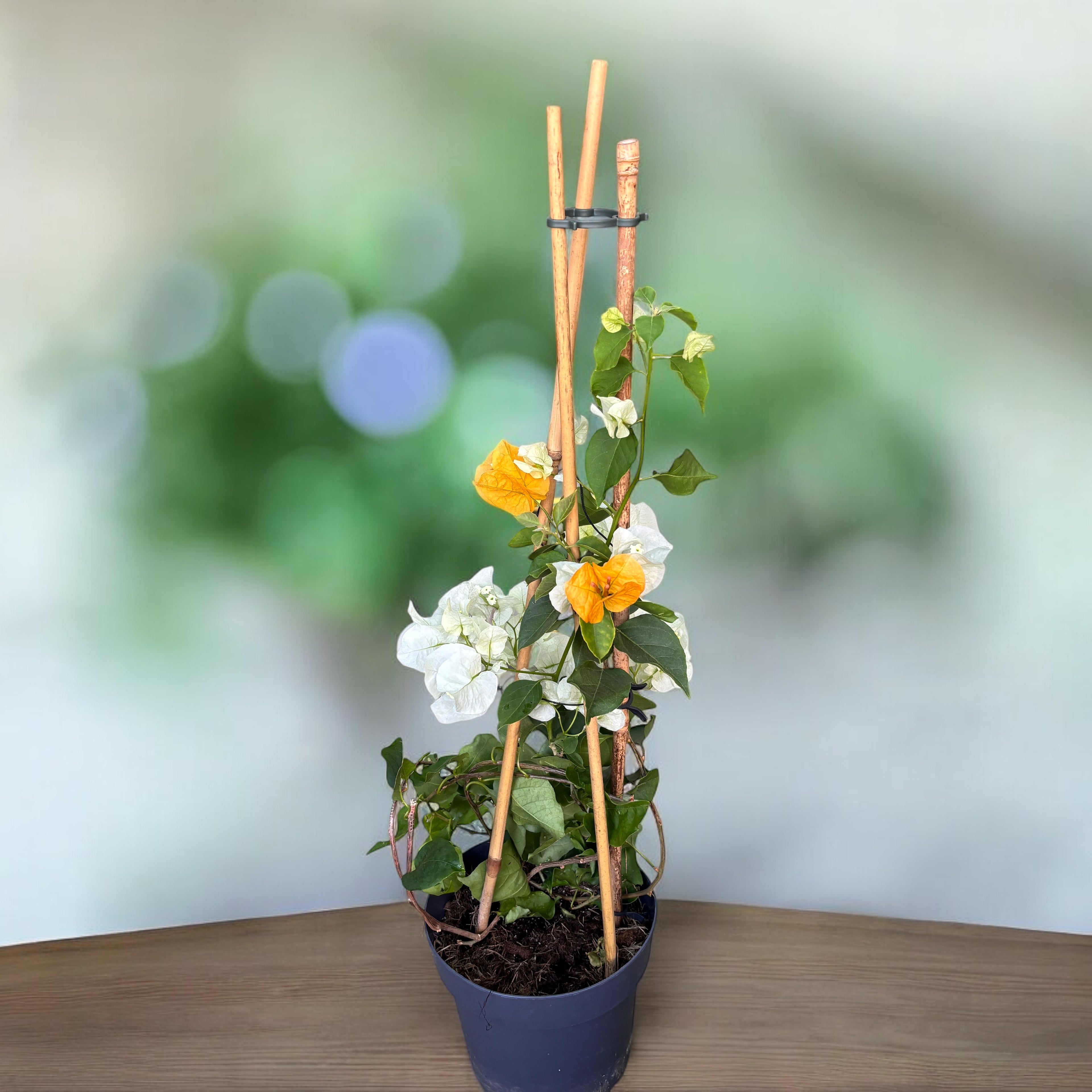 Bougainvillea 'White & Yellow’ (floarea de hartie cu 2 culori/ghiveci)