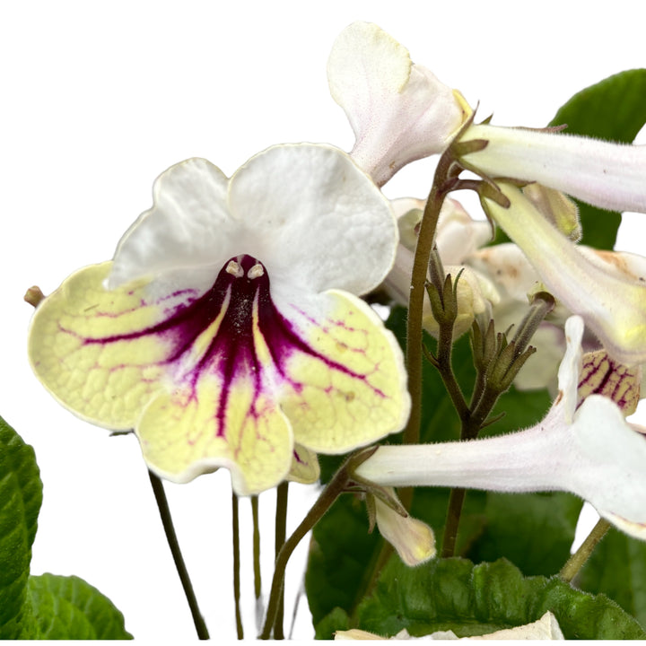 Streptocarpus Altair