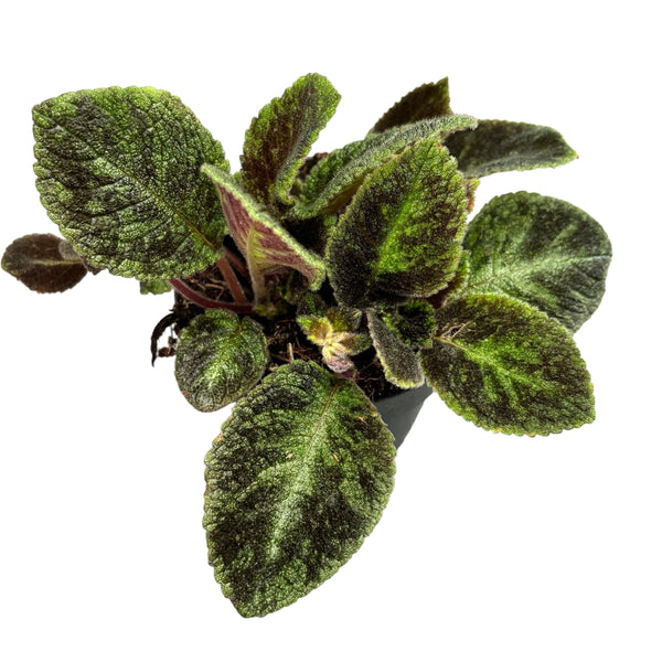 Episcia 'Emerald Velvet'