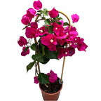 Bougainvillea - Papierová kvetina cyklámenová