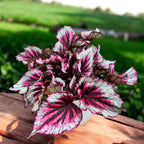 Begonia Beleaf 'Evening Glow'