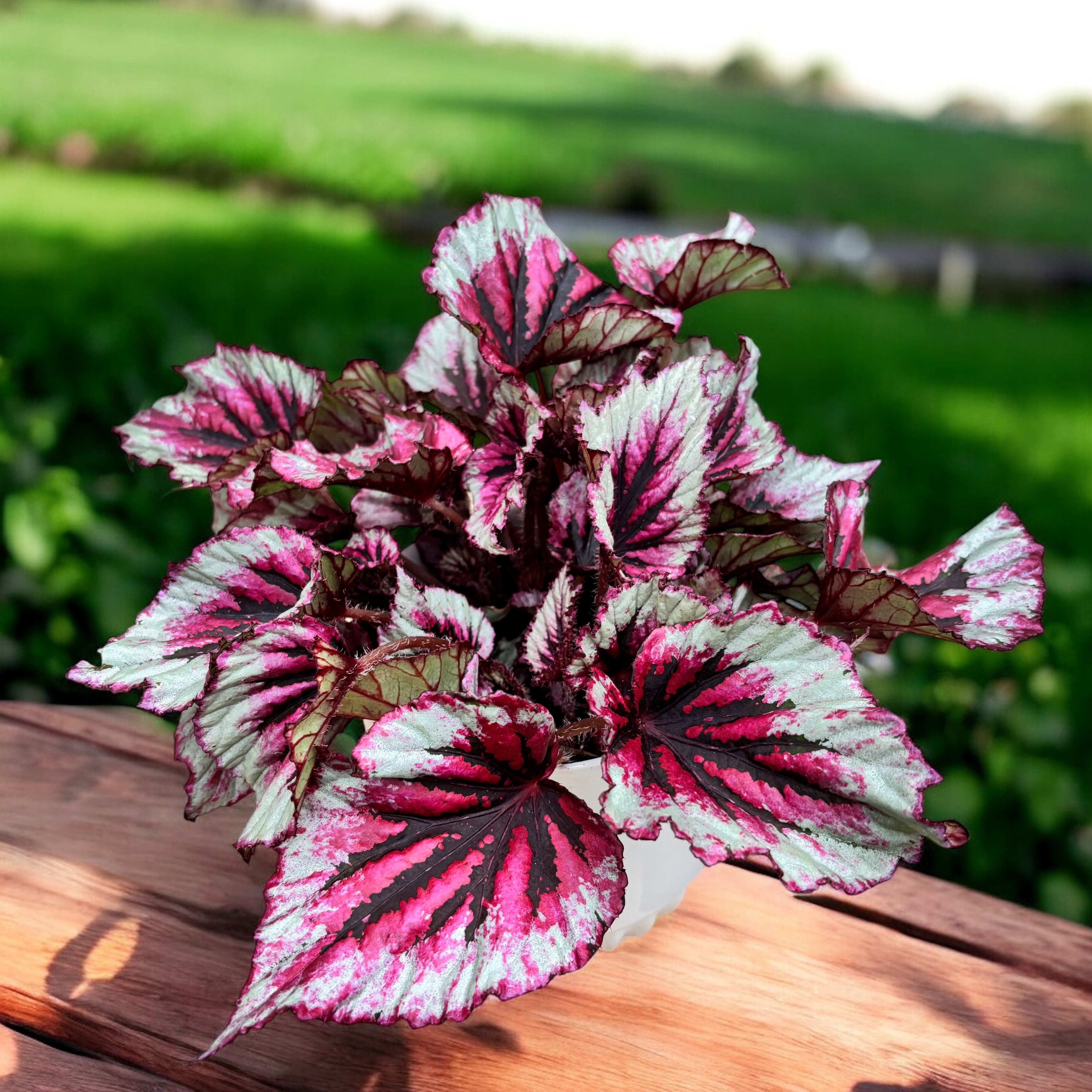 Begonia Beleaf 'Evening Glow'