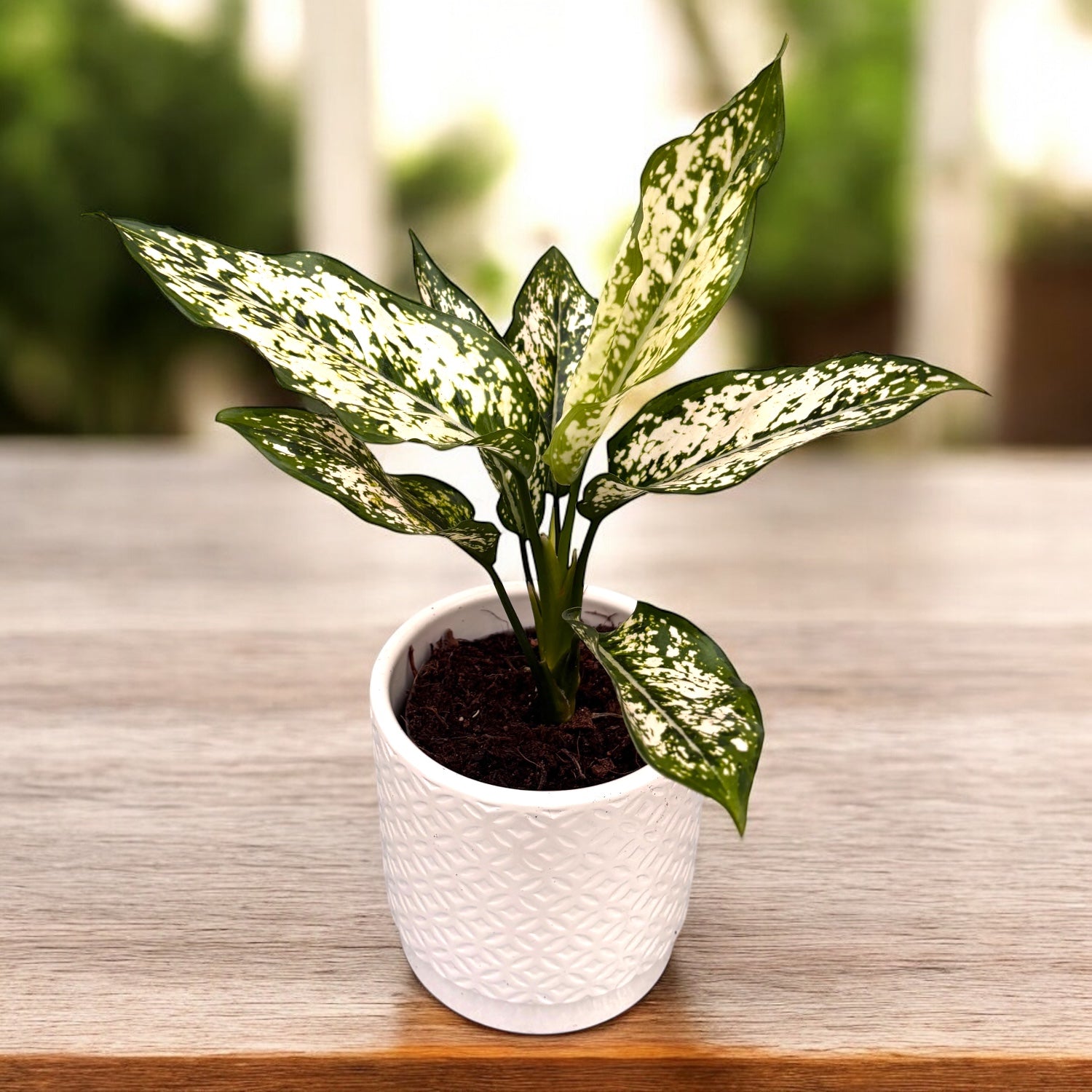 Aglaonema costatum 'First Diamond' D9