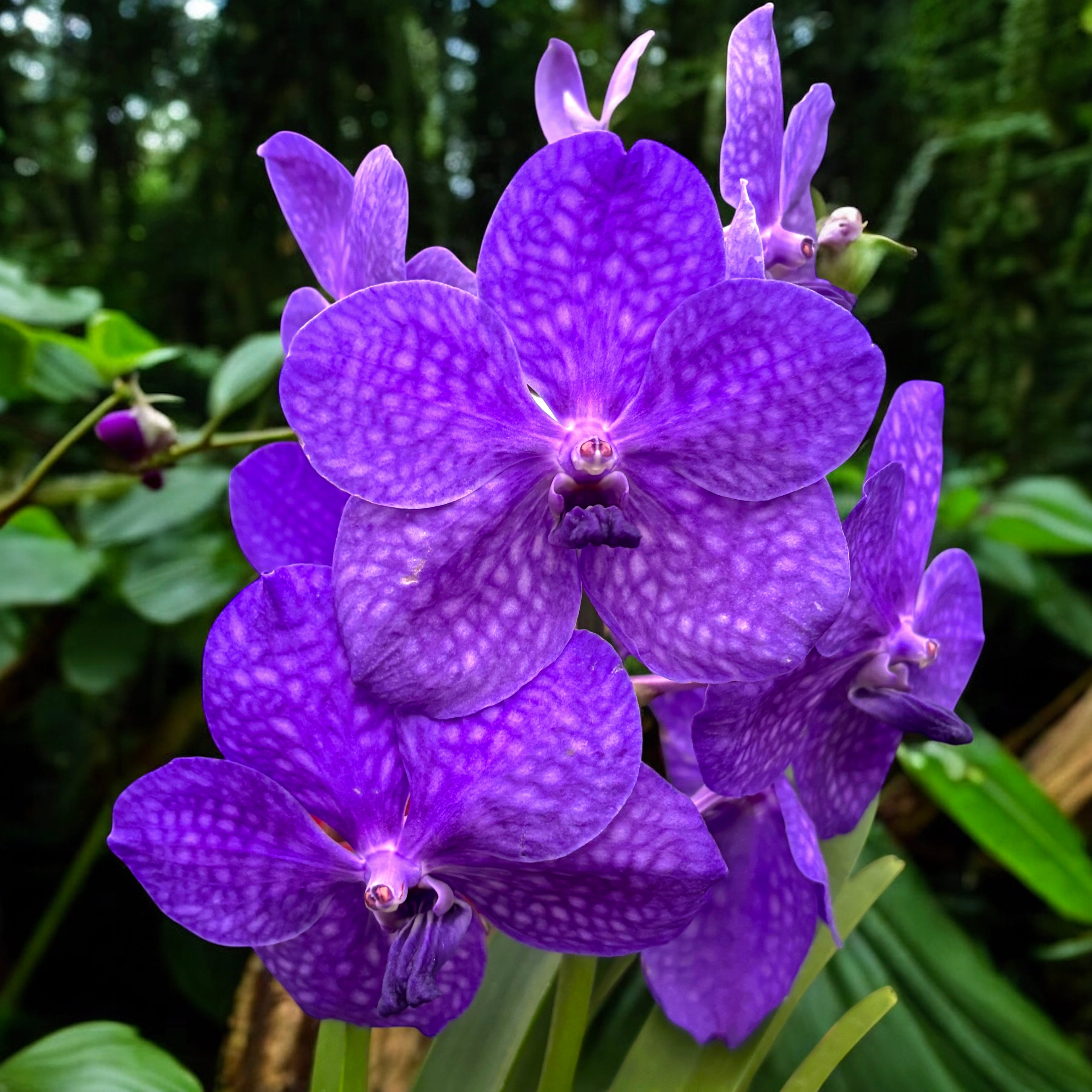 Vanda Tayanee Blue in vas