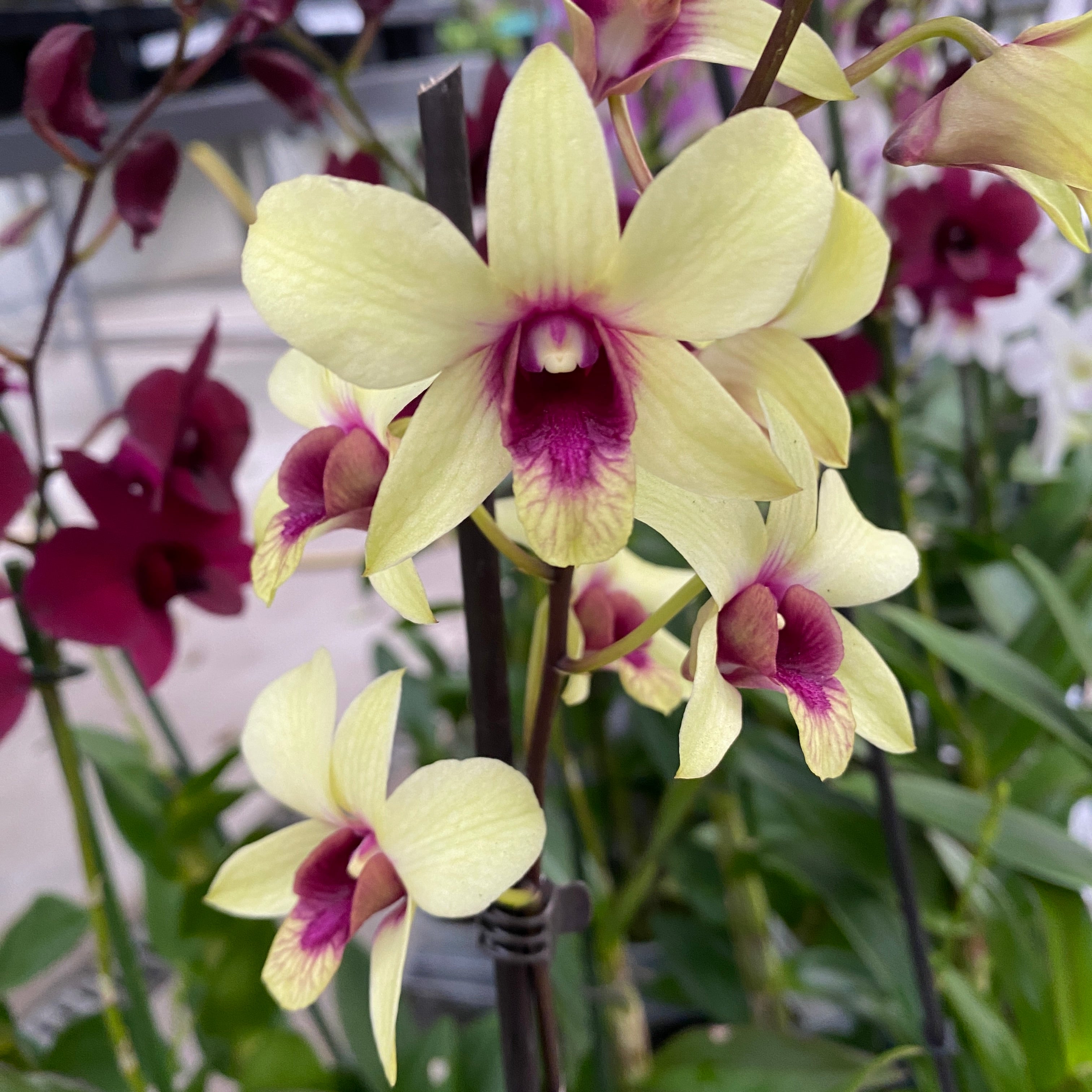 Dendrobium Phalaenopsis Banane Schokolade