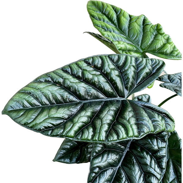 Alocasia sinuata (2-3 Blätter)