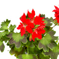 Geranios estrellados rojos - Pelargonium Fireworks 'Scarlet'