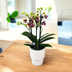 Phalaenopsis ‘Catania’ - peloric 3lips