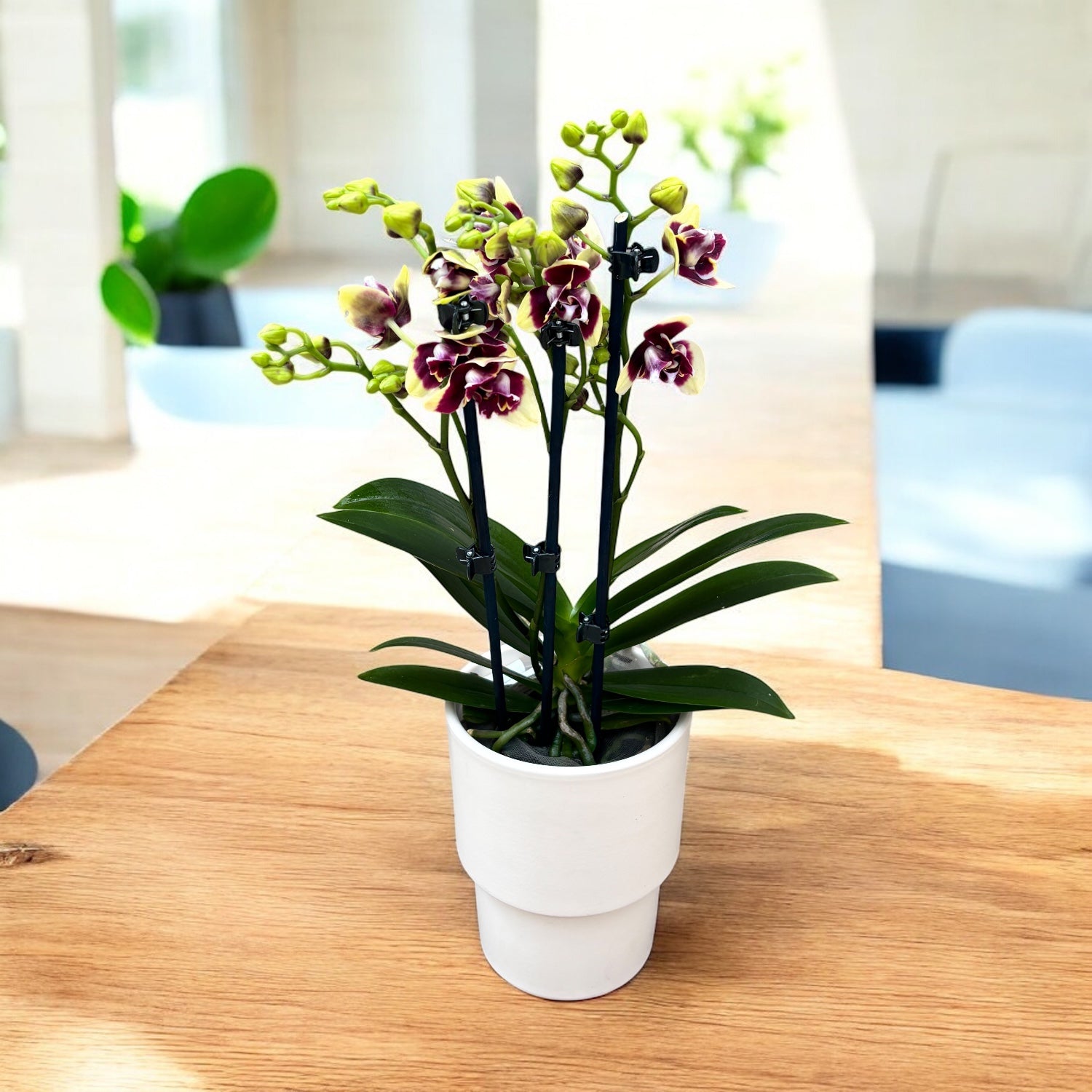 Phalaenopsis ‘Catania’ - peloric 3lips