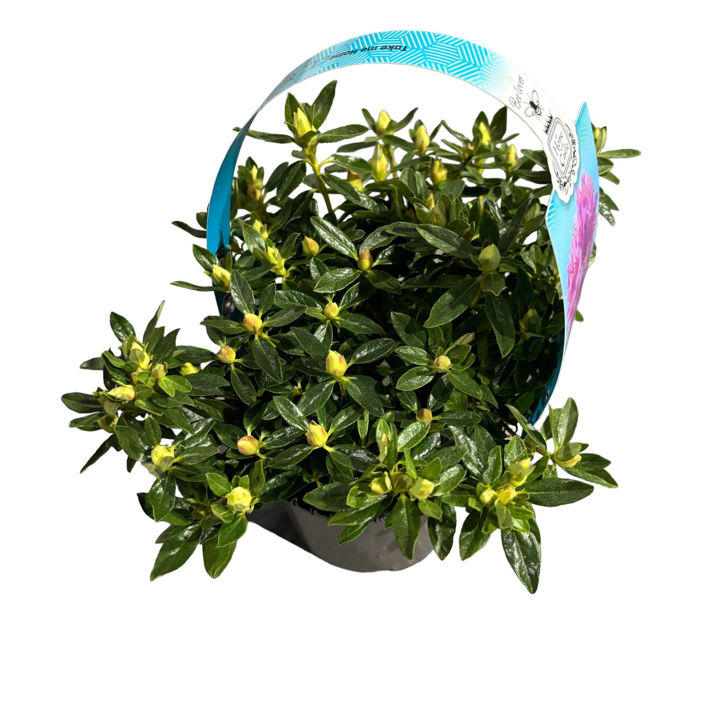 Rhododendron Fimbriatum - vrtna azaleja