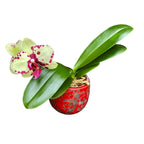 Phalaenopsis Sogo Aerea