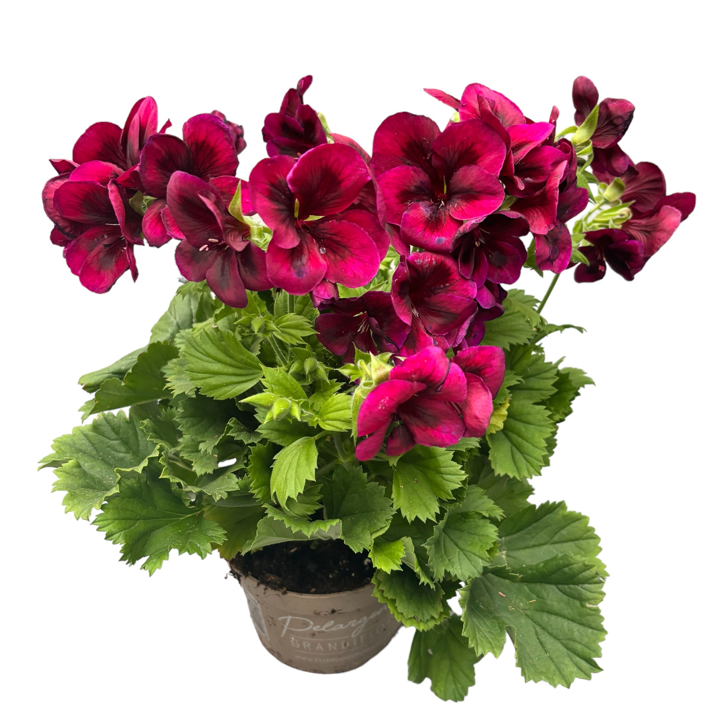 Pelargonium Grandiflorum 'Regalia Chocolate' (muscate englezesti)