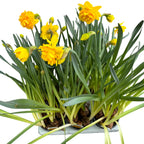 Dubbla gula påskliljor, doftande blommor, XL - Narcissus 'Sunday Star' (4 lökar/kruka)