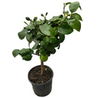 Lamai Meyer - pe picior H55 cm